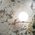 Rex Ceramiche - Etoile