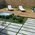 Rondine Group (Rhs) - Ardesie